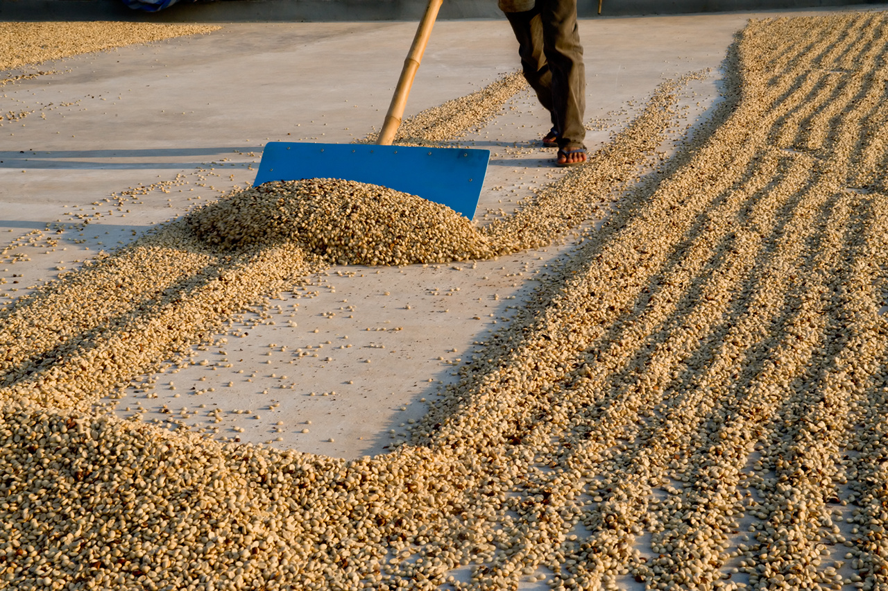 Dried coffee beans being gathered after laying out in the sun all day in Doi Chang, North Thailand.